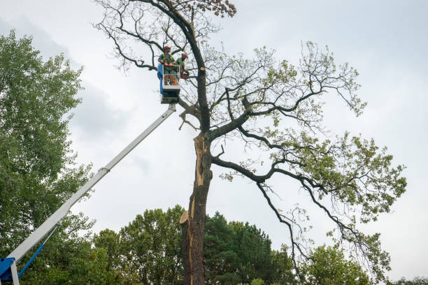 Campbelltown, PA Tree Care Services Company